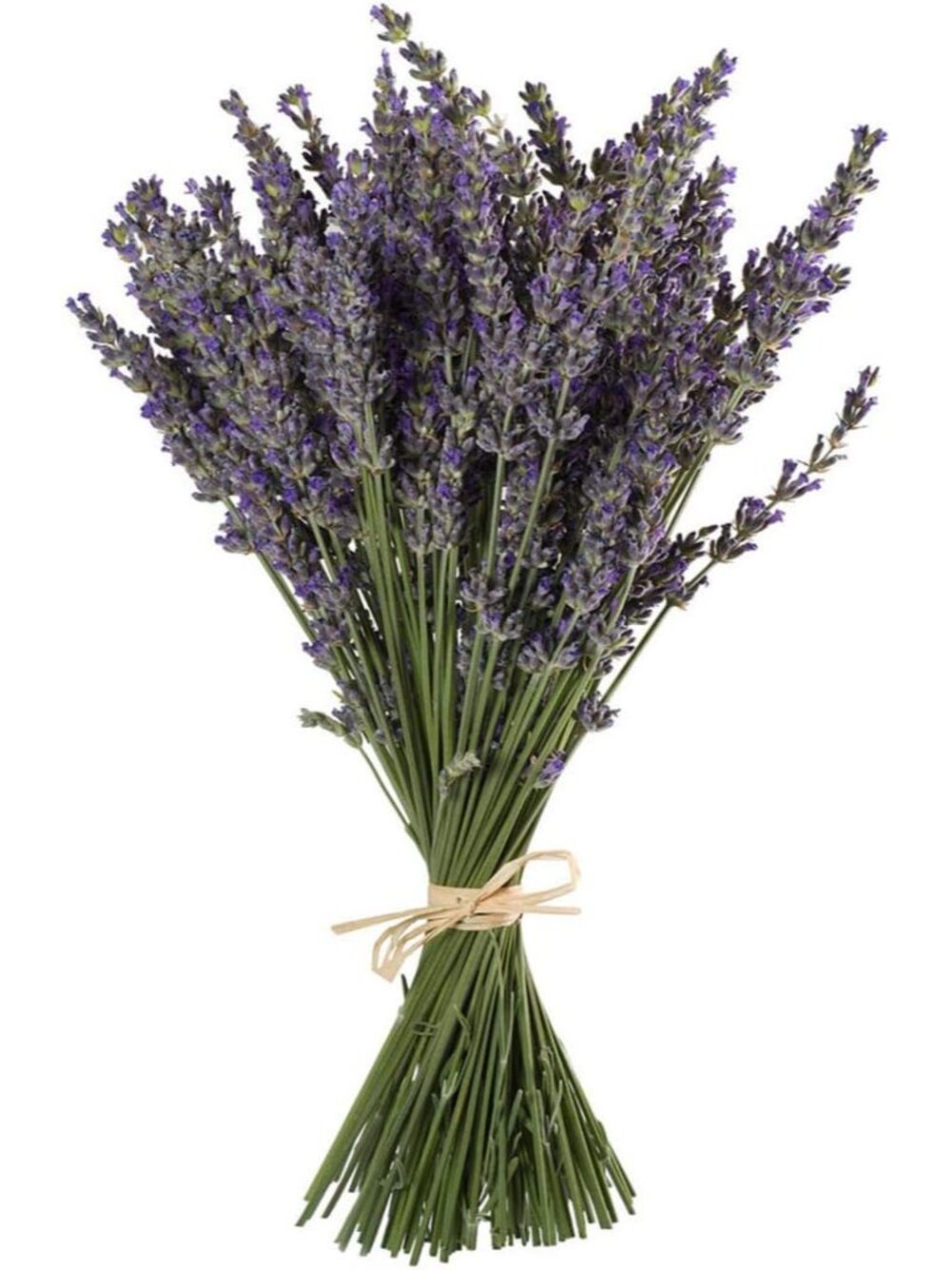 Natural Lavender Bundles, Freshly Harvested 200+ Stems Dried Lavender Bunch 16"